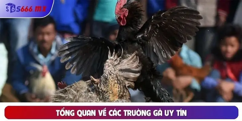 Tổng quan về các trường gà uy tín Tổng quan về các trường gà uy tín